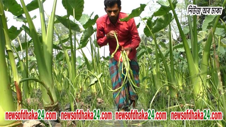 কচুর লতি