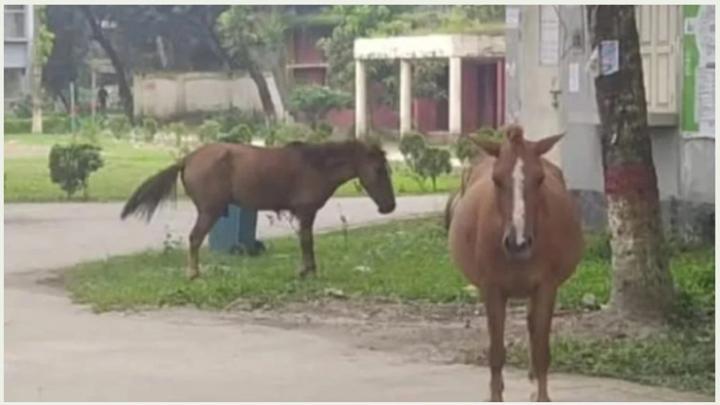 ফরিদপুরের